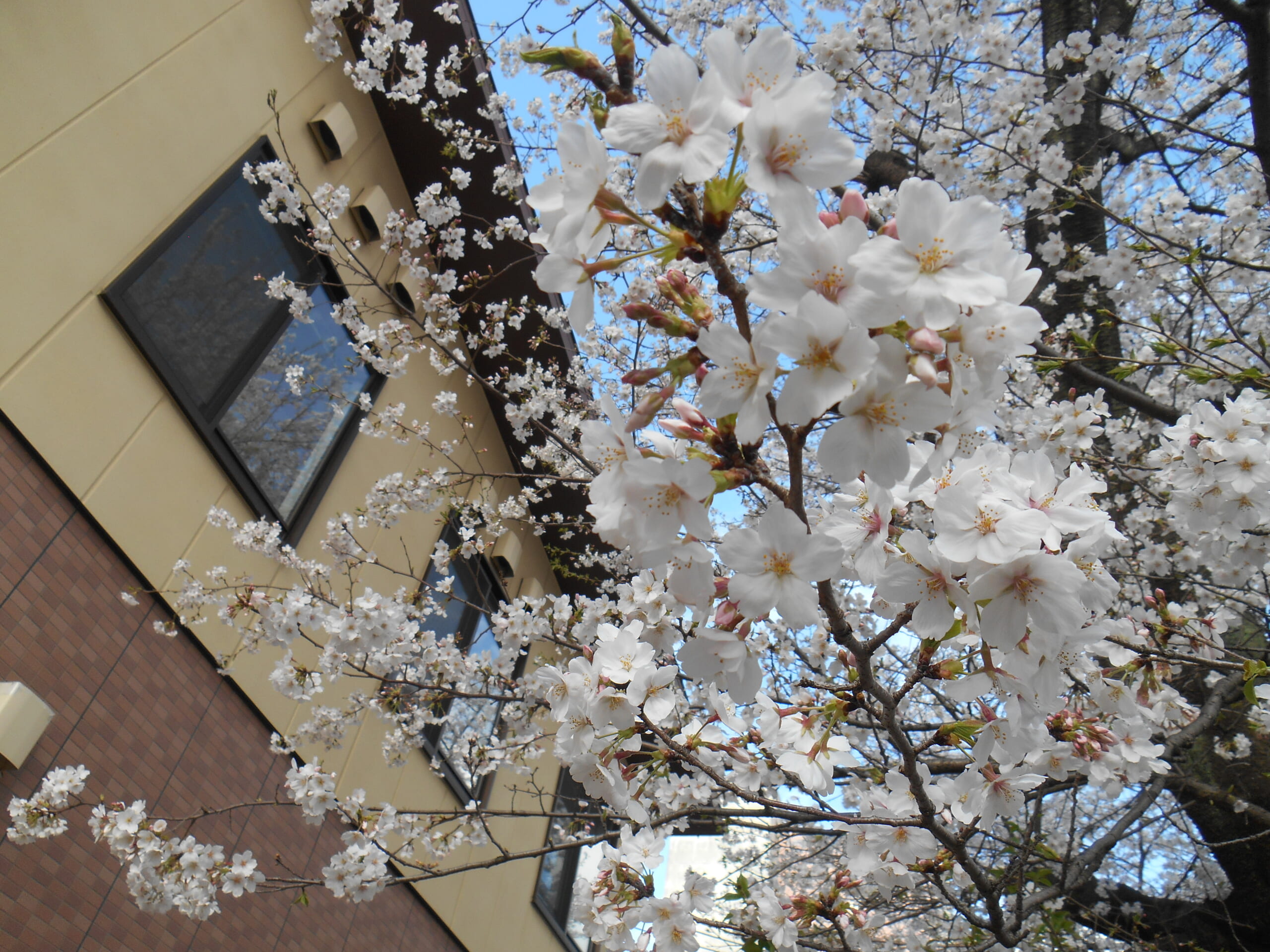 今年もテラス前にある桜が満開になりました！