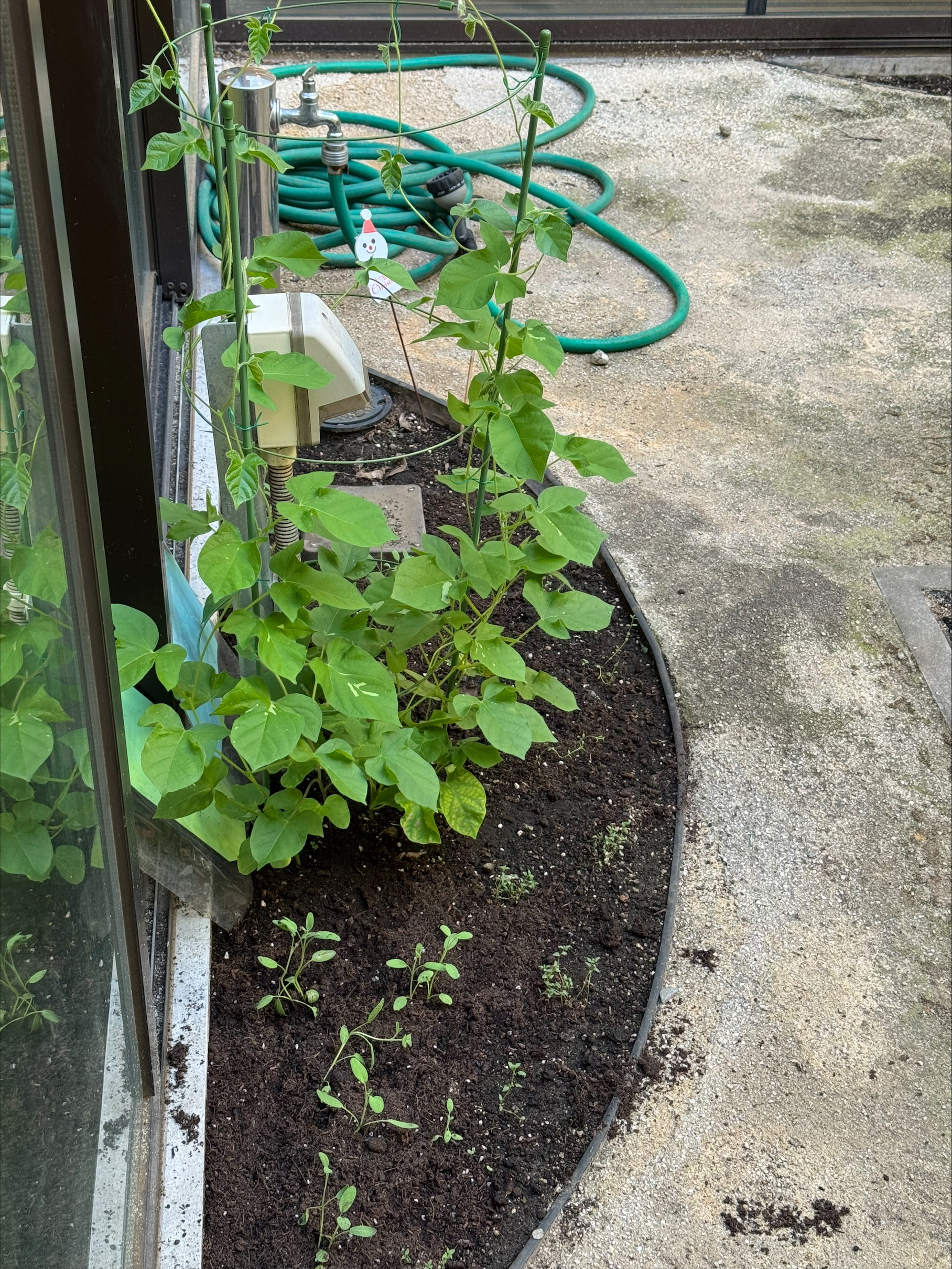 成長しております