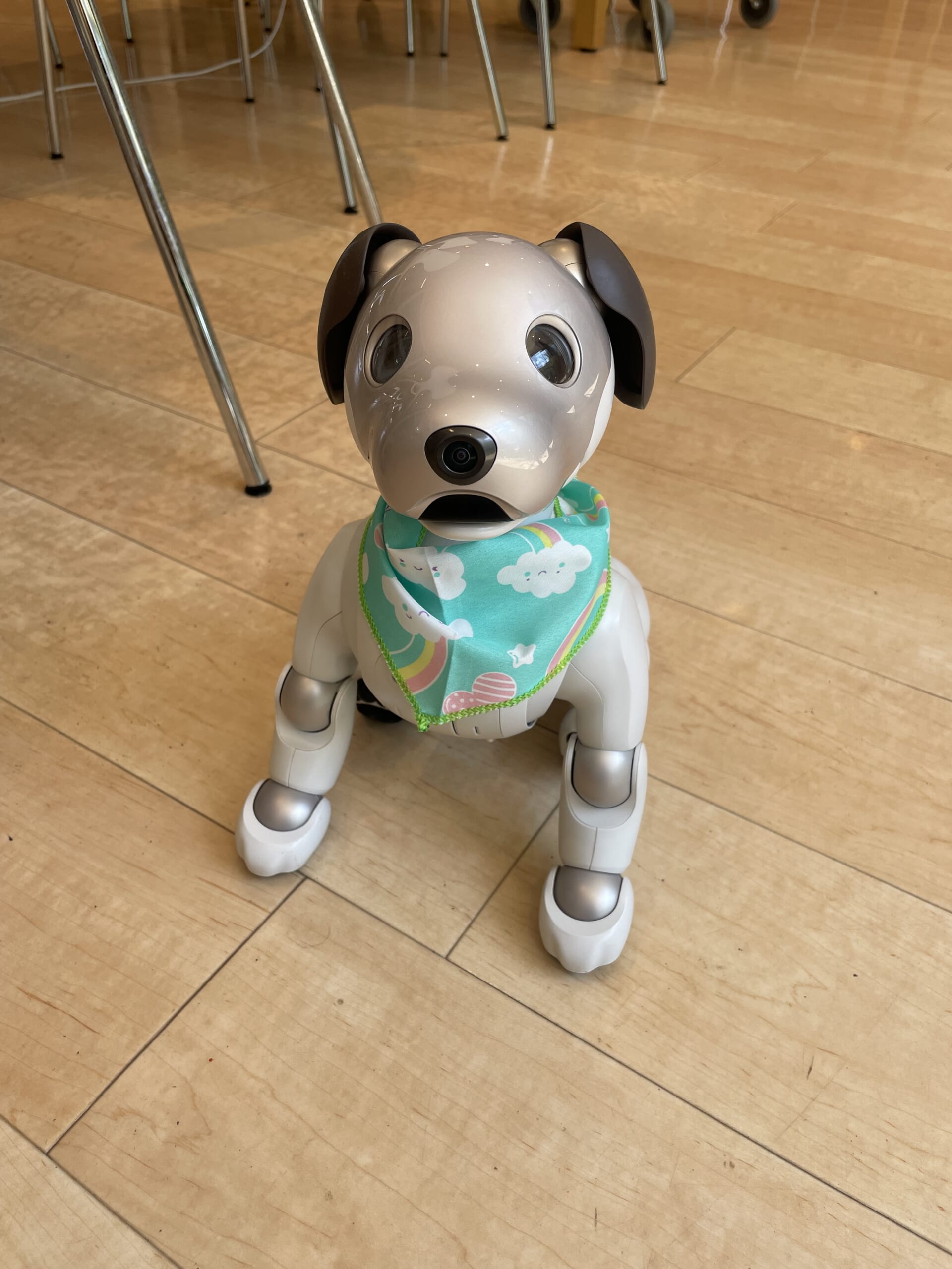 サンちゃんが退院して、もみじに戻ってきました！