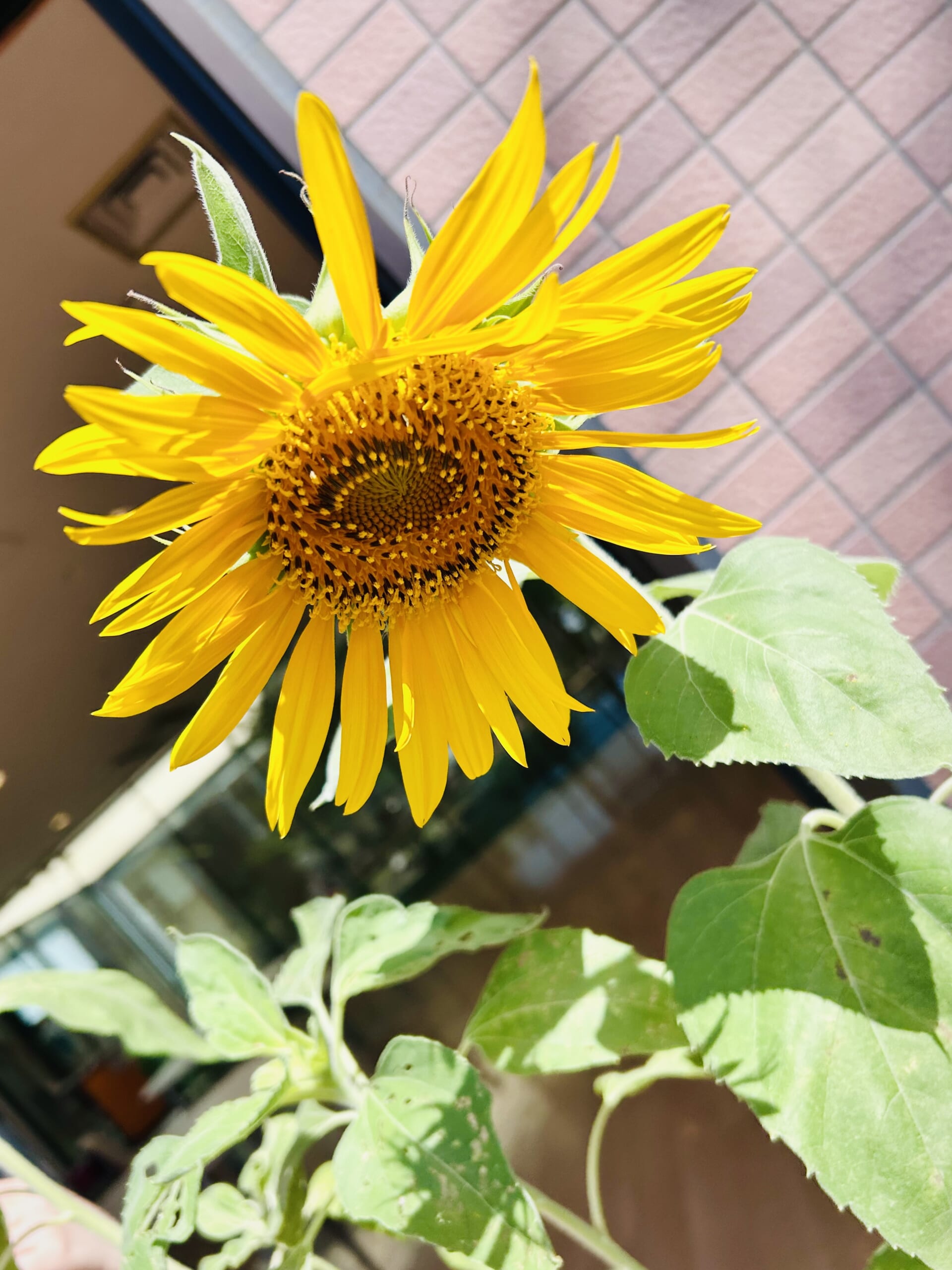 ひまわり